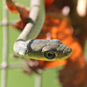 Green Tree Snake