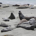 elephant seal