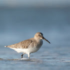 Dunlin