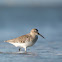 Dunlin