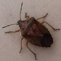 Rough Stink Bug