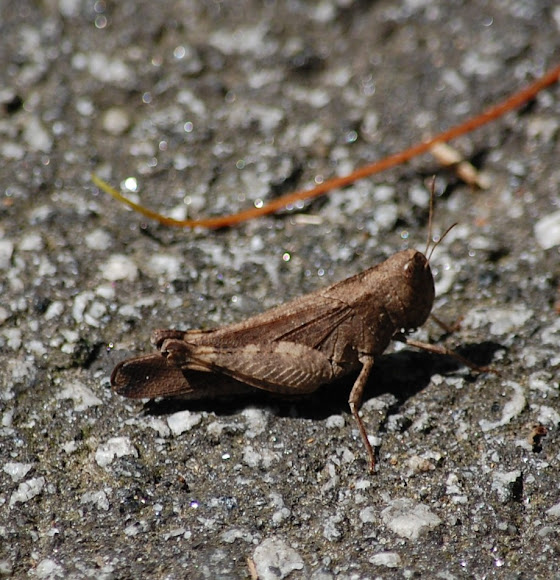 Spotting Image 1