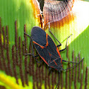 Boxelder bug