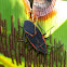 Boxelder bug