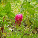 Crimson clover