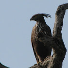 Changable Hawk Eagle