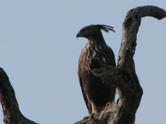 Spotting Image 1