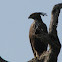Changable Hawk Eagle