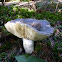 Russula