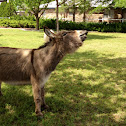 Donkey