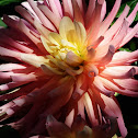 Dahlia