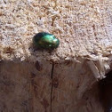 Rose chafer
