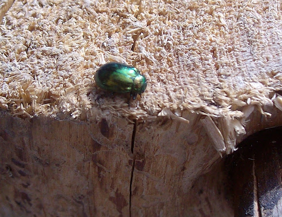Spotting Image 1