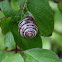 White Lipped Snail