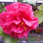 Camelia