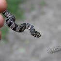 Northern Water Snake (neonate)