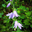 Creeping Bellflower