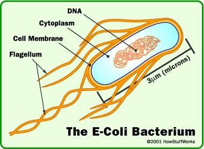 [E.coli4.jpg]