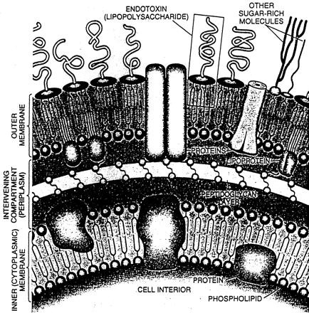 [endotoxin4.jpg]