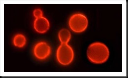 Brewer's yeast, known formally as Saccharomyces cerevisiae, illuminated using a special technique called immunofluorescence. Scientists have recently extended the lifespan of the microscopic organism by both tinkering with aging genes and cutting the amount of calories it takes in