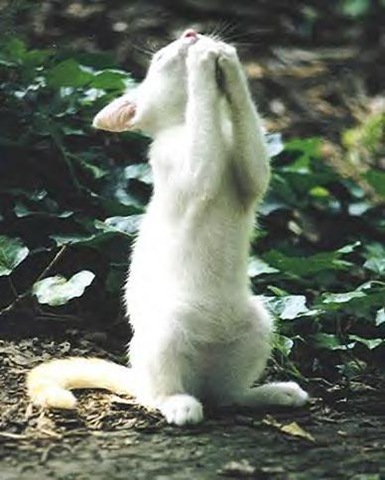 [kitprayer[2].jpg]