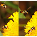 Hover fly