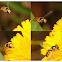 Hover fly
