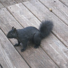Black Squirrel