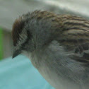 Chipping Sparrow