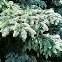 Colorado Blue Spruce