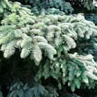 Colorado Blue Spruce