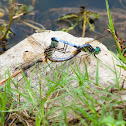 Blue dashers mating