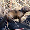 Dwarf Mongoose