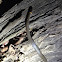 Ringneck snake