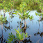 Red mangrove