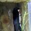 Tree Swallow