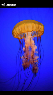 How to get A to Z Animals 0.0.18 apk for android