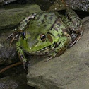 American Bullfrog