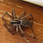 Grass Spider