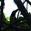 Black-necked Aracari