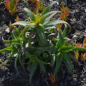 Unknown Aloe?