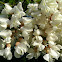 Black Locust