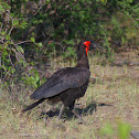 Ground Hornbill