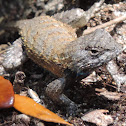 Eastern Fence Lizard