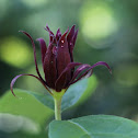 Sweetshrub blossom