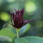 Sweetshrub blossom