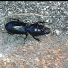 Big-headed Ground Beetle