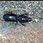 Big-headed Ground Beetle