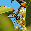 Feather-legged Fly