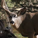 Black Tailed Deer